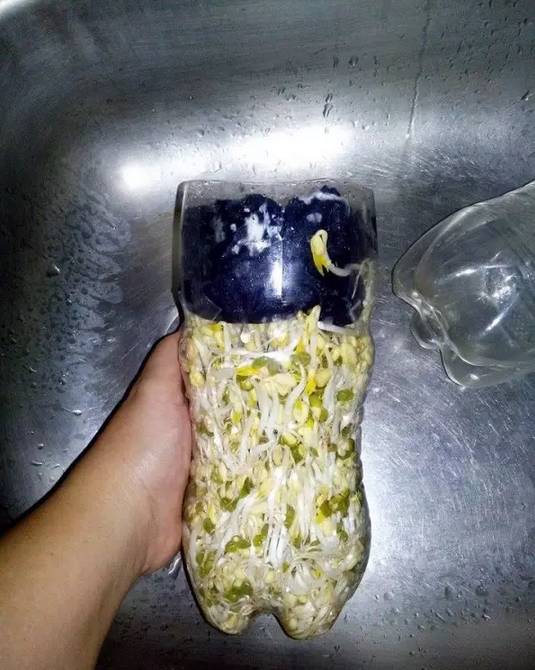 原來一個可樂瓶就能種出全家人吃的豆芽菜！關鍵還這麼簡單~ 
