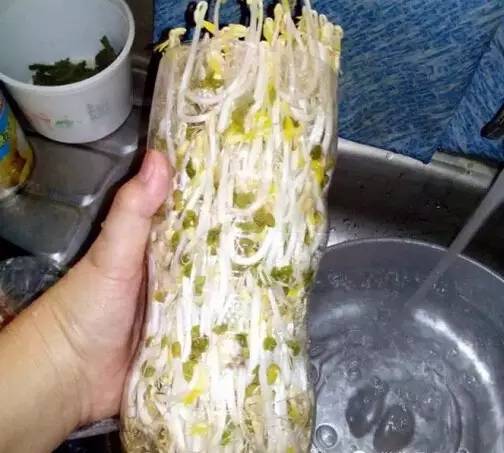 原來一個可樂瓶就能種出全家人吃的豆芽菜！關鍵還這麼簡單~ 