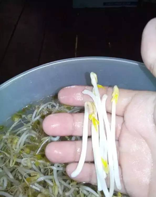 原來一個可樂瓶就能種出全家人吃的豆芽菜！關鍵還這麼簡單~ 