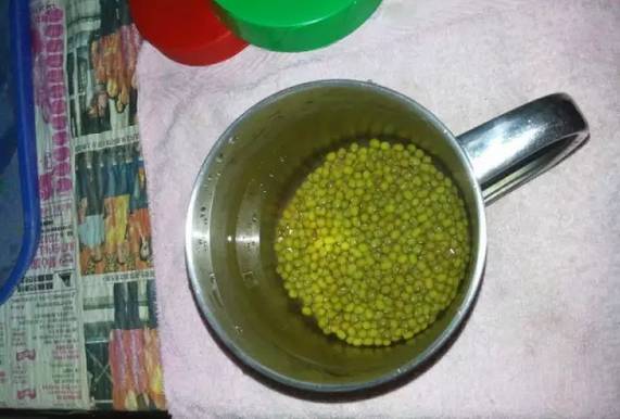 原來一個可樂瓶就能種出全家人吃的豆芽菜！關鍵還這麼簡單~ 