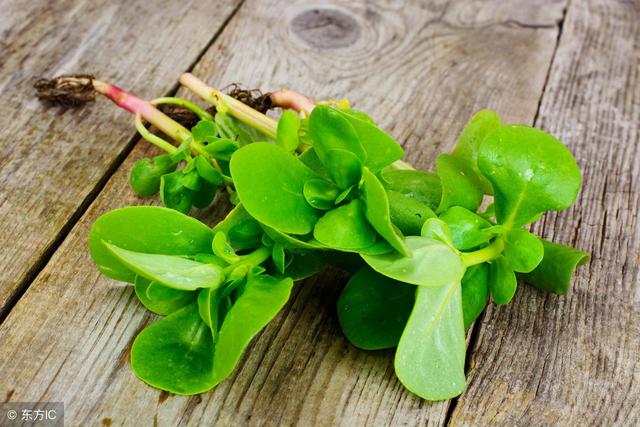 馬齒莧是最養人的「野菜」，常吃它，5種好處都是你的