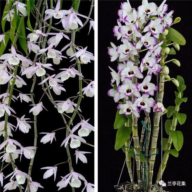 常見石斛的分類和管理對比，一目了然