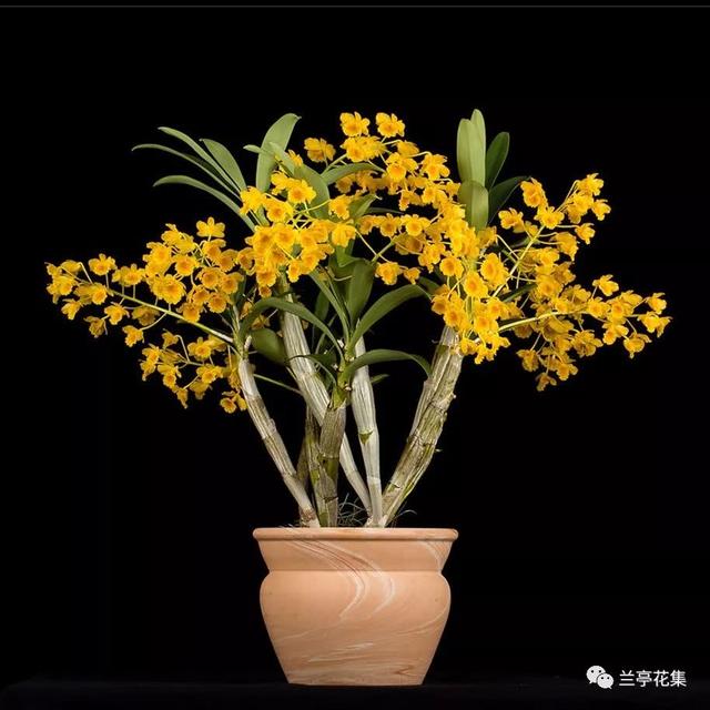 常見石斛的分類和管理對比，一目了然