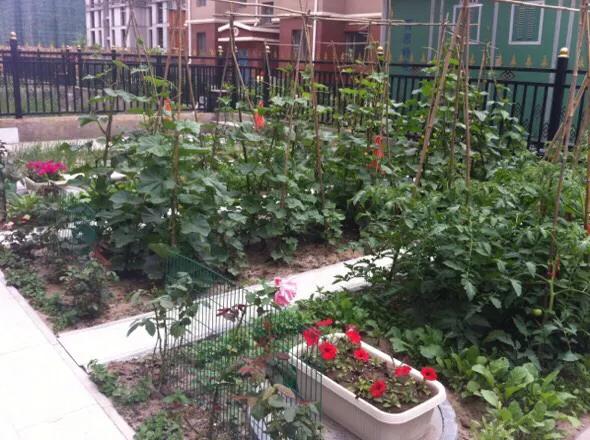 夏天青菜怎麼種植？土壤覆蓋住，以減少水分蒸發，保持土壤濕潤；