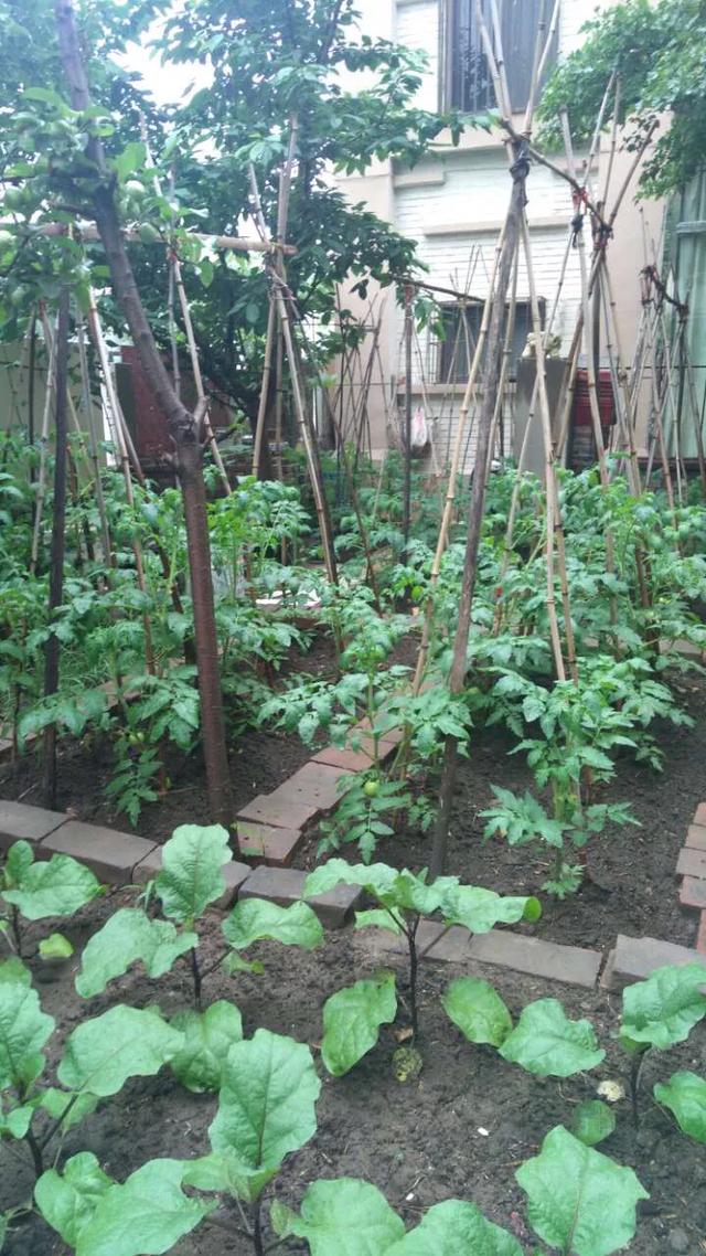夏天青菜怎麼種植？土壤覆蓋住，以減少水分蒸發，保持土壤濕潤；
