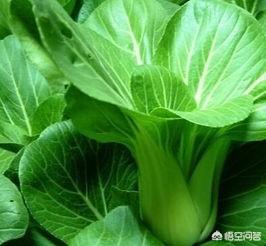 夏天青菜怎麼種植？土壤覆蓋住，以減少水分蒸發，保持土壤濕潤；