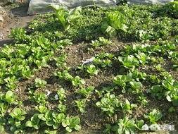 夏天青菜怎麼種植？土壤覆蓋住，以減少水分蒸發，保持土壤濕潤；
