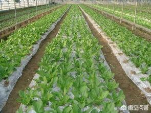 夏天青菜怎麼種植？土壤覆蓋住，以減少水分蒸發，保持土壤濕潤；