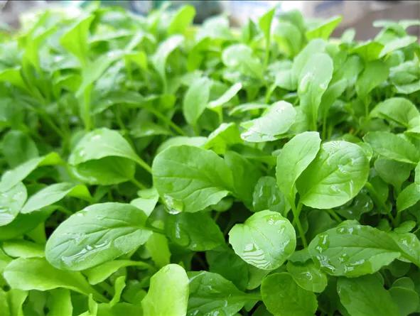 夏天青菜怎麼種植？土壤覆蓋住，以減少水分蒸發，保持土壤濕潤；