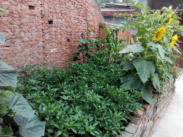 夏天青菜怎麼種植？土壤覆蓋住，以減少水分蒸發，保持土壤濕潤；