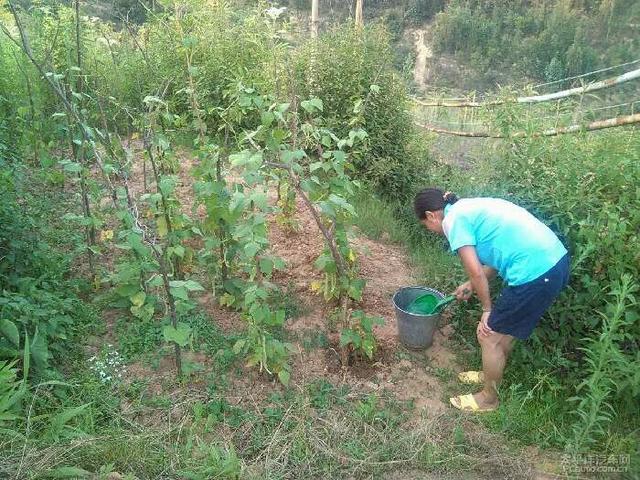夏天青菜怎麼種植？土壤覆蓋住，以減少水分蒸發，保持土壤濕潤；