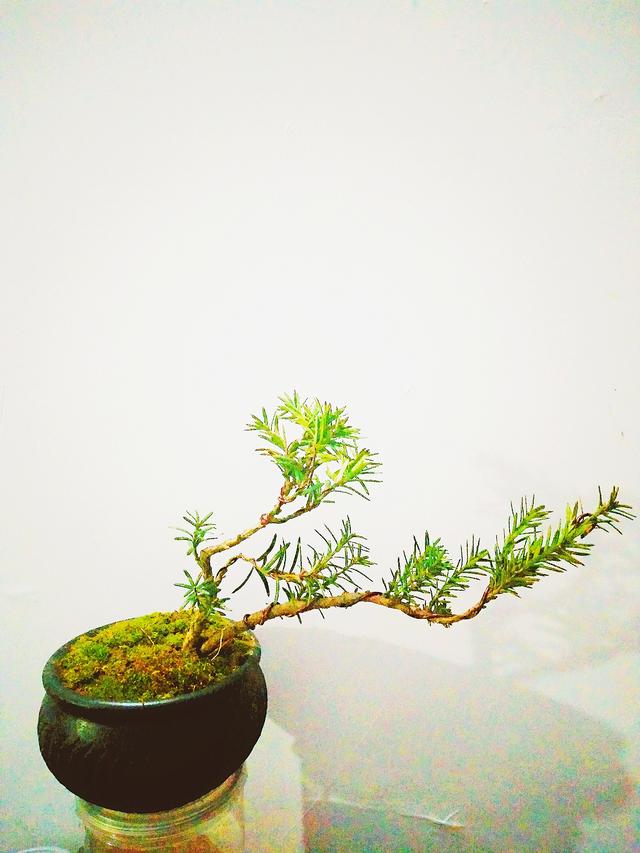 盆景初入門——圖解，用一棵小樹，怎樣製作出各種不同樣式的盆景