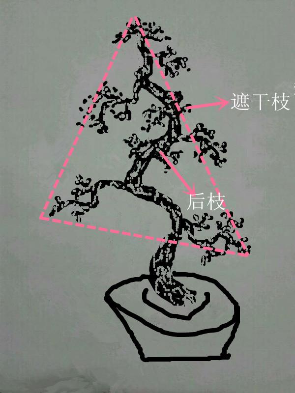 盆景初入門——圖解，用一棵小樹，怎樣製作出各種不同樣式的盆景