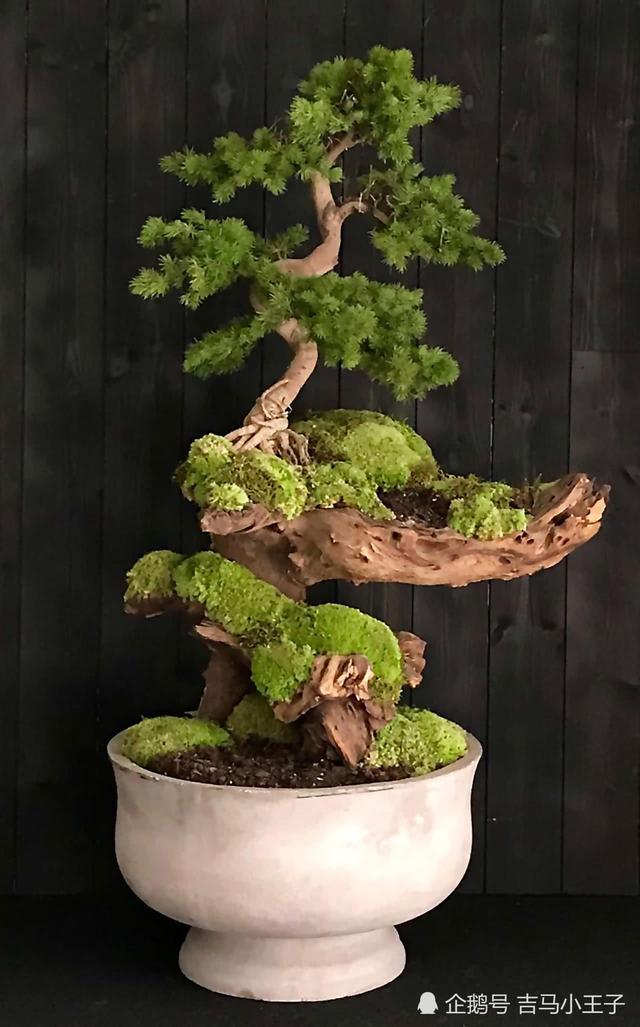 盆景欣賞：大師級盆景作品，造型獨特，很有觀賞價值！