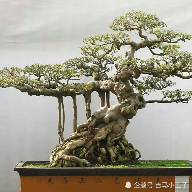 盆景欣賞：大師級盆景作品，造型獨特，很有觀賞價值！