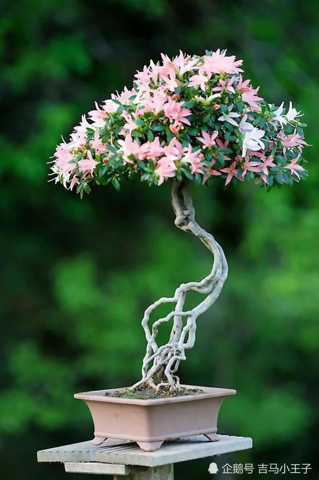 盆景欣賞：大師級盆景作品，造型獨特，很有觀賞價值！