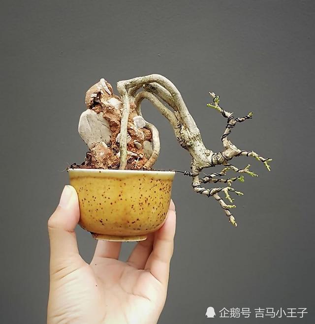 盆景欣賞：大師級盆景作品，造型獨特，很有觀賞價值！