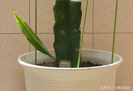 陽台種火龍果一棵結五十個，原來用這個訣竅種，不花半分錢 