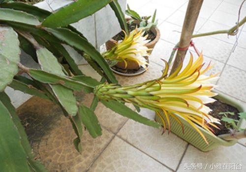 陽台種火龍果一棵結五十個，原來用這個訣竅種，不花半分錢 