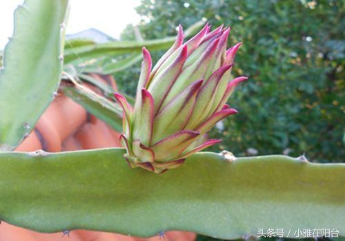 陽台種火龍果一棵結五十個，原來用這個訣竅種，不花半分錢 