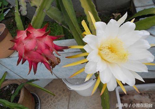 陽台種火龍果一棵結五十個，原來用這個訣竅種，不花半分錢 
