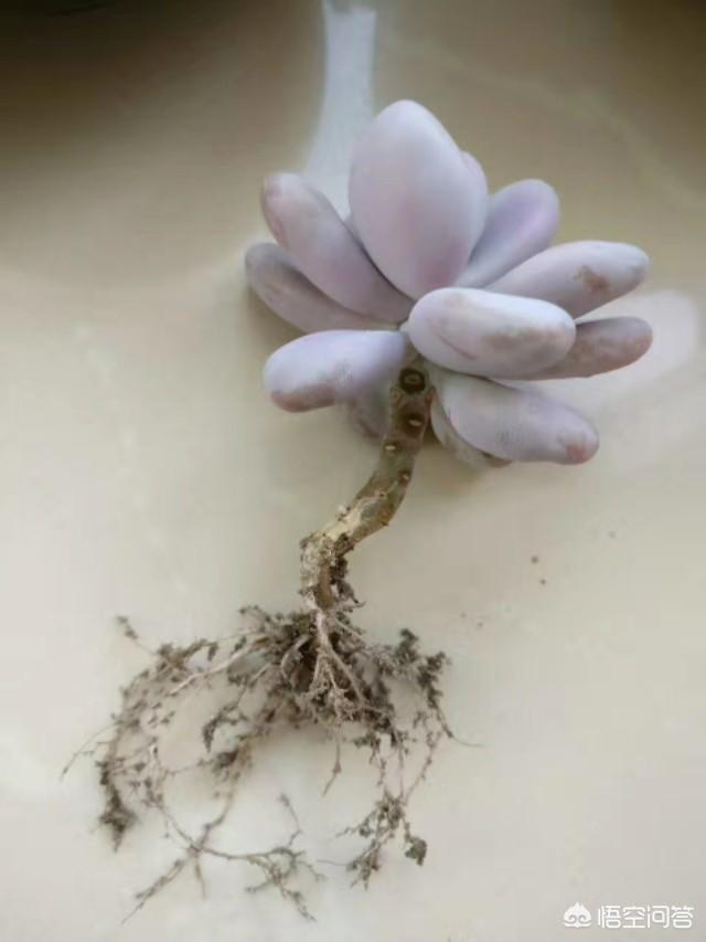 多肉怎麼養？只要注意幾個小細節就可以了：