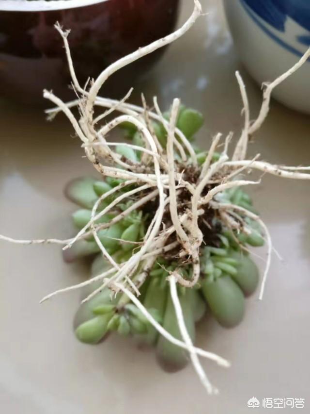 多肉怎麼養？只要注意幾個小細節就可以了：