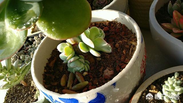 多肉怎麼養？只要注意幾個小細節就可以了：