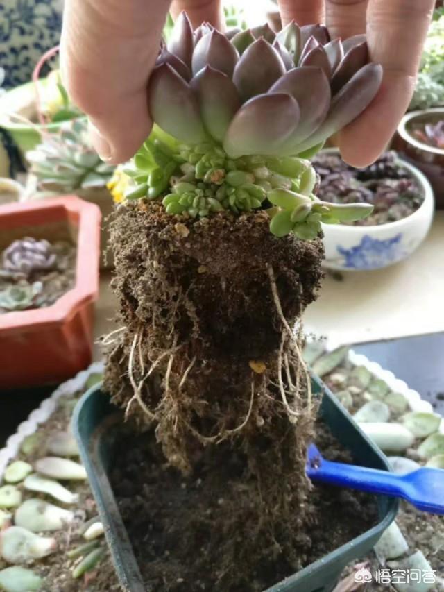 多肉怎麼養？只要注意幾個小細節就可以了：