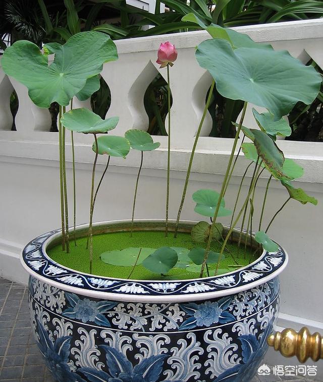 盆栽荷花怎麼種？具體操作步驟如下