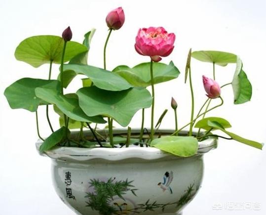 盆栽荷花怎麼種？具體操作步驟如下