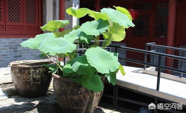 盆栽荷花怎麼種？具體操作步驟如下