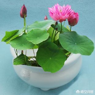 盆栽荷花怎麼種？具體操作步驟如下