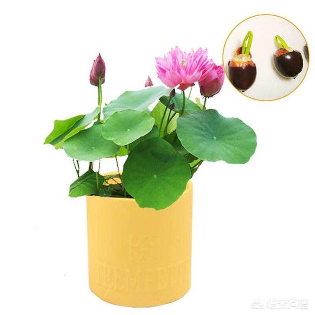 盆栽荷花怎麼種？具體操作步驟如下