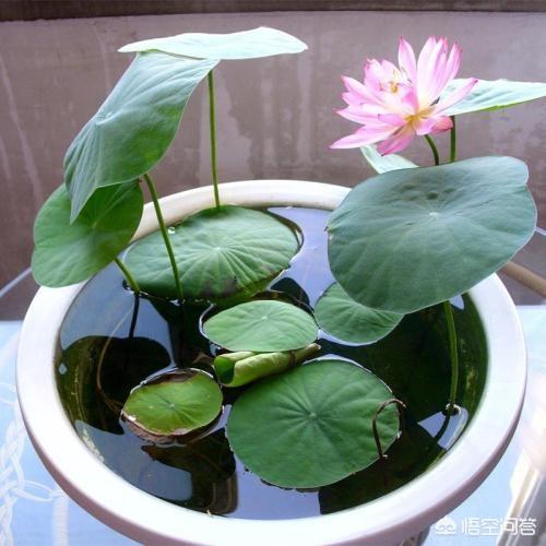 盆栽荷花怎麼種？具體操作步驟如下