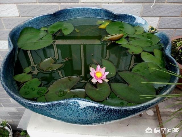 盆栽荷花怎麼種？具體操作步驟如下