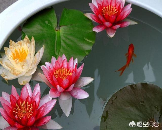 盆栽荷花怎麼種？具體操作步驟如下
