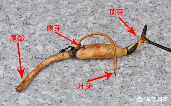 盆栽荷花怎麼種？具體操作步驟如下