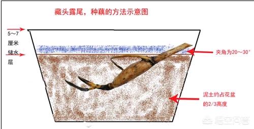 盆栽荷花怎麼種？具體操作步驟如下