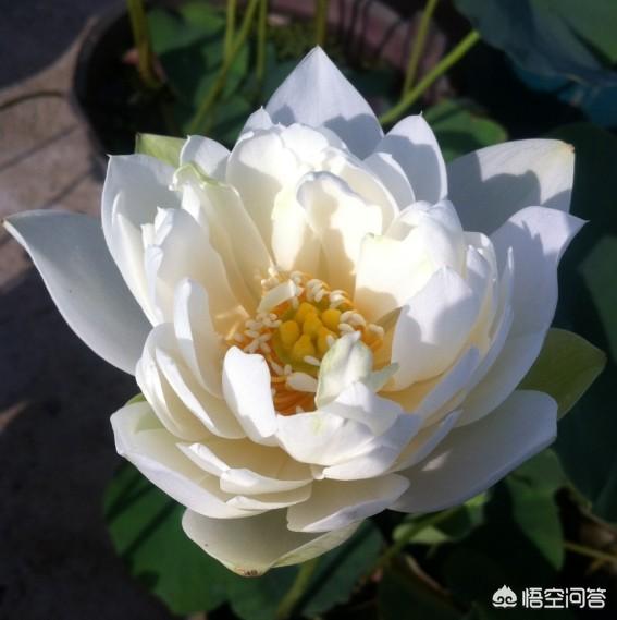 盆栽荷花怎麼種？具體操作步驟如下