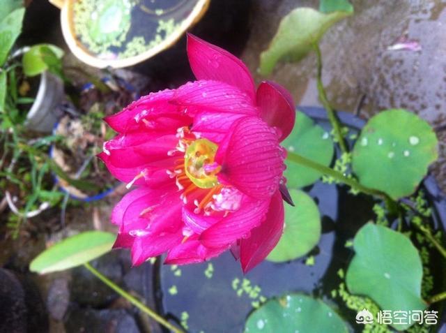 盆栽荷花怎麼種？具體操作步驟如下