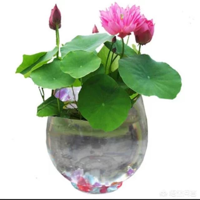 盆栽荷花怎麼種？具體操作步驟如下