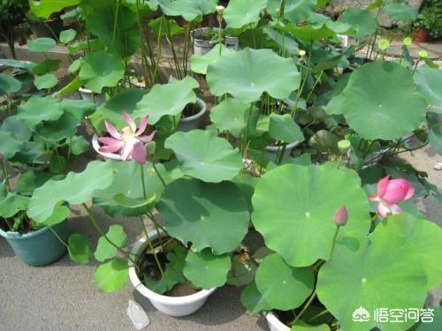 盆栽荷花怎麼種？具體操作步驟如下