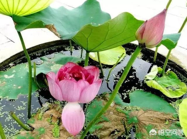 盆栽荷花怎麼種？具體操作步驟如下