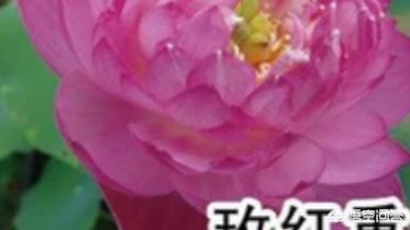 盆栽荷花怎麼種？具體操作步驟如下