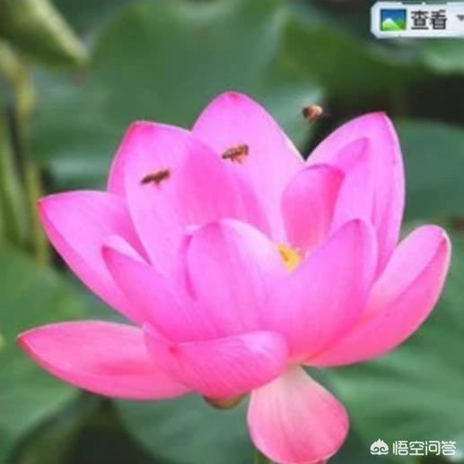 盆栽荷花怎麼種？具體操作步驟如下