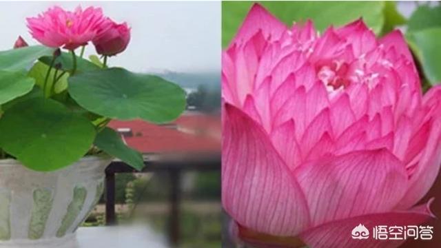 盆栽荷花怎麼種？具體操作步驟如下