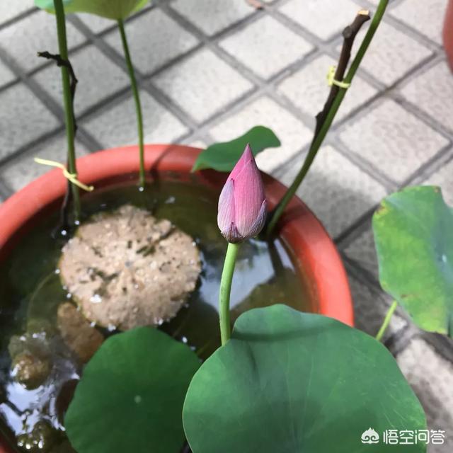 盆栽荷花怎麼種？具體操作步驟如下