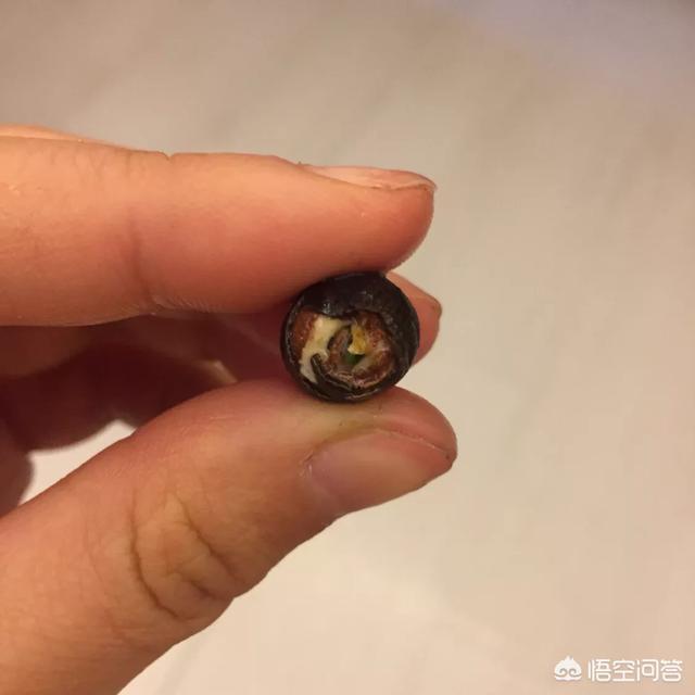 盆栽荷花怎麼種？具體操作步驟如下