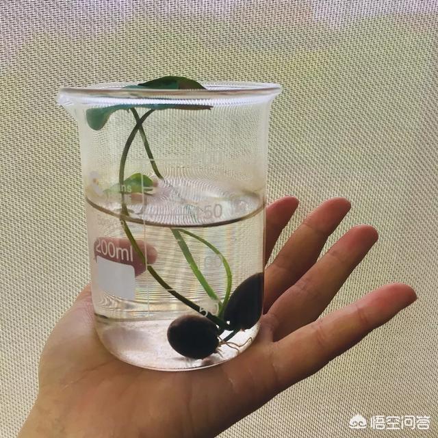 盆栽荷花怎麼種？具體操作步驟如下